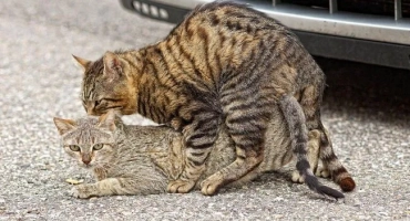 Може ли кастрирана котешка половинка с котка